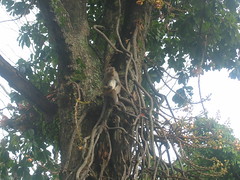 Monkeys in the Tree
