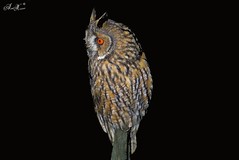 Bufo-pequeno, Long-eared Owl (Asio otus) - em Liberdade [in Wild]