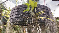 Cattleya Orchid Mounted On Tire