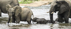 Elephants in the Sabie river