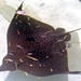 Aetobatus narinari (spotted eagle ray) (Bimini, western Bahamas)