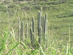 Cactus Stands