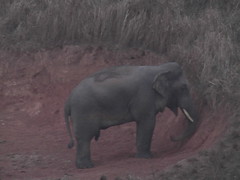 Elephant in Khao Yai