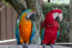 Parrots • <a style="font-size:0.8em;" href="http://www.flickr.com/photos/92159645@N05/15615149003/" target="_blank">View on Flickr</a>