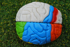 Anglų lietuvių žodynas. Žodis cerebral hemisphere reiškia smegenų pusrutulyje lietuviškai.