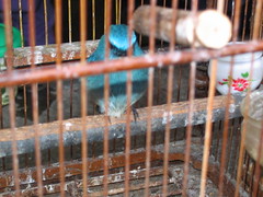 Exotic Birds for Sale