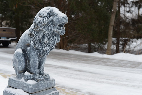 Snowy Lion