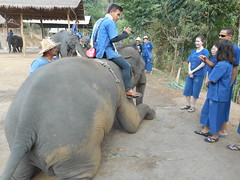Paulinka - Thai Elephant Home