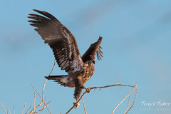 Juvenile Bald Eagle tries to land on small branch