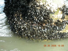Anglų lietuvių žodynas. Žodis mussel reiškia n dvigelnė kriauklė lietuviškai.