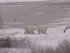 Polar Bears on the Ice