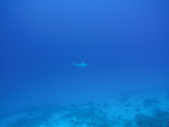 White Reef tip shark, mostly found around the waters in Marshall Islands!