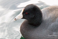 Close up of an American Coot