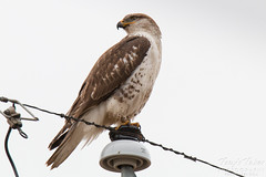 Posing Ferruginous Hawk