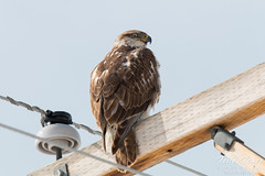 Ferruginous Hawk gives some mean looks