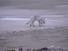 Arctic Fox 2