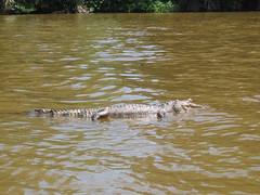 Crocodile in the Rio Indio