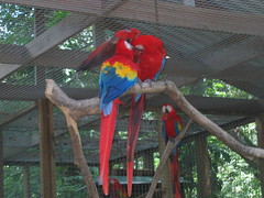 Red Maccaws