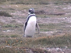 Magellanic Penguin at Otway Sound