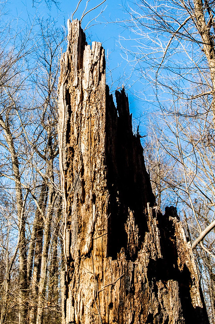 Kramer Original Woods Nature Preserve - January 5, 2015