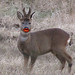 kiss me deer • <a style="font-size:0.8em;" href="http://www.flickr.com/photos/71428177@N00/15804425441/" target="_blank">View on Flickr</a>