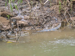 Croc Slipping Into the River