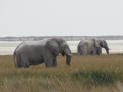 Eléphants, Etosha, Namibie