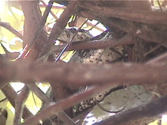 Snake hiding in the tree