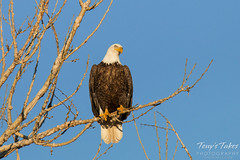 Posing Bald Eagle