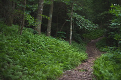 Chadwell Gap Trail