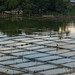 Fish Cages at Lake Sebu