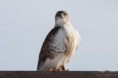 The stare of a Ferruginous Hawk