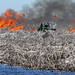 Prescribed burn of dead cattail in Cochran’s Pass in Lake Okeechobee by our partners at the South Florida Water Management District Jan. 28, 2015