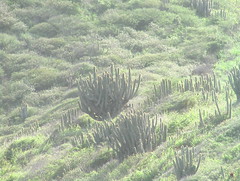 Cactus and Grasses