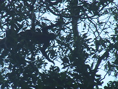 Monkey in the Treetops