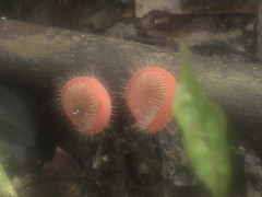 Hairy Cup Fungus
