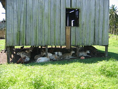 The Goats Under the House