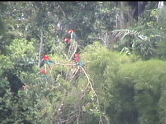Red Macaws on the Perch