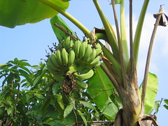 Banana Farm Mekong Delta Vietnam