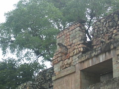 Ruins of Copan