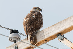 Ferruginous Hawk gives some mean looks