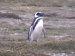 A Penguin Looks On