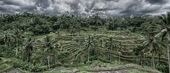 Bali Paddy Fields