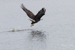 Bald Eagle fishing sequence – 5 of 10