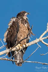 Juvenile Bald Eagle gives a big yawn