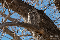 Great Horned Owls in Denver