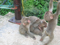 Playful Monkey Family