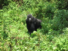 Gorilla in Our Midst