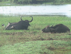 Wild Water Buffalo Yala Sri Lanka