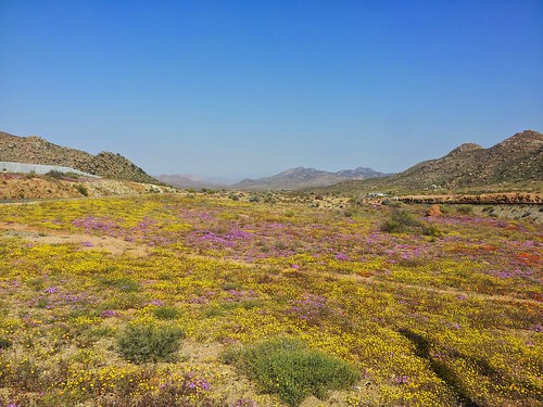 Springbok, Afrique du Sud